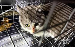 Found/Stray Unknown Cat last seen Hollydale x McMurray Rd, Bethel Park, PA 15317