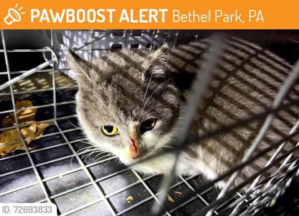 Found/Stray Unknown Cat last seen Hollydale x McMurray Rd, Bethel Park, PA 15317