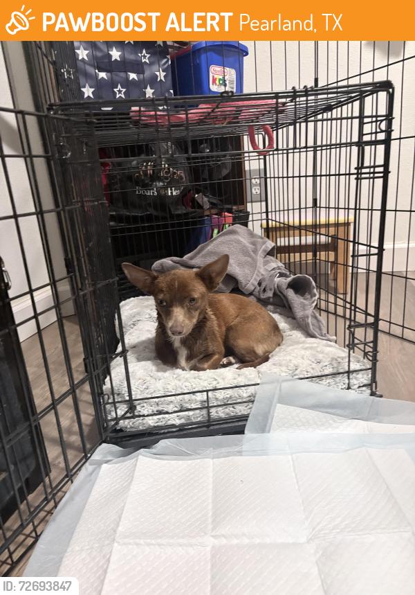 Found/Stray Female Dog last seen Sussex st, Pearland, TX 77584