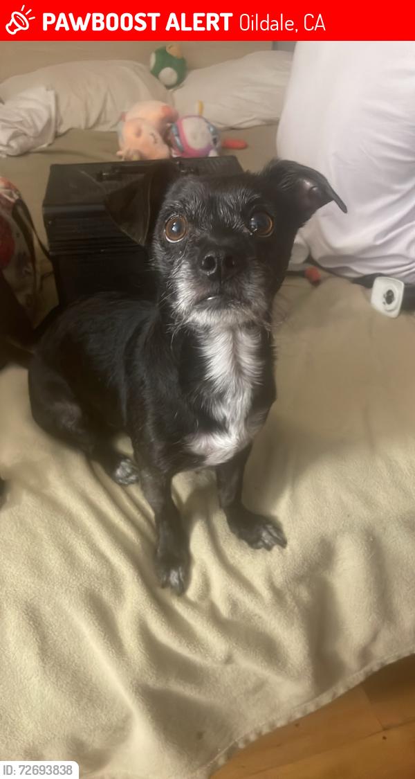 Lost Male Dog last seen Day park corner of Day Ave and McCray St, Oildale, CA 93308
