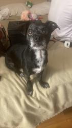 Lost Male Dog last seen Day park corner of Day Ave and McCray St, Oildale, CA 93308