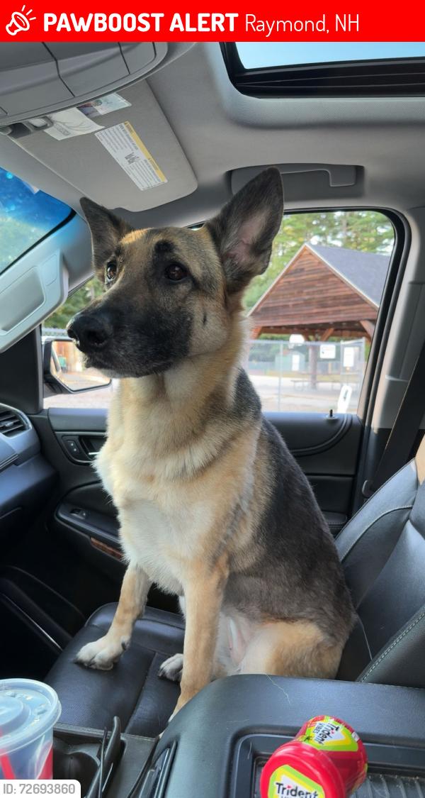 Lost Female Dog last seen Morrison rd Raymond nh, Raymond, NH 03077