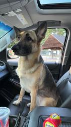 Lost Female Dog last seen Morrison rd Raymond nh, Raymond, NH 03077