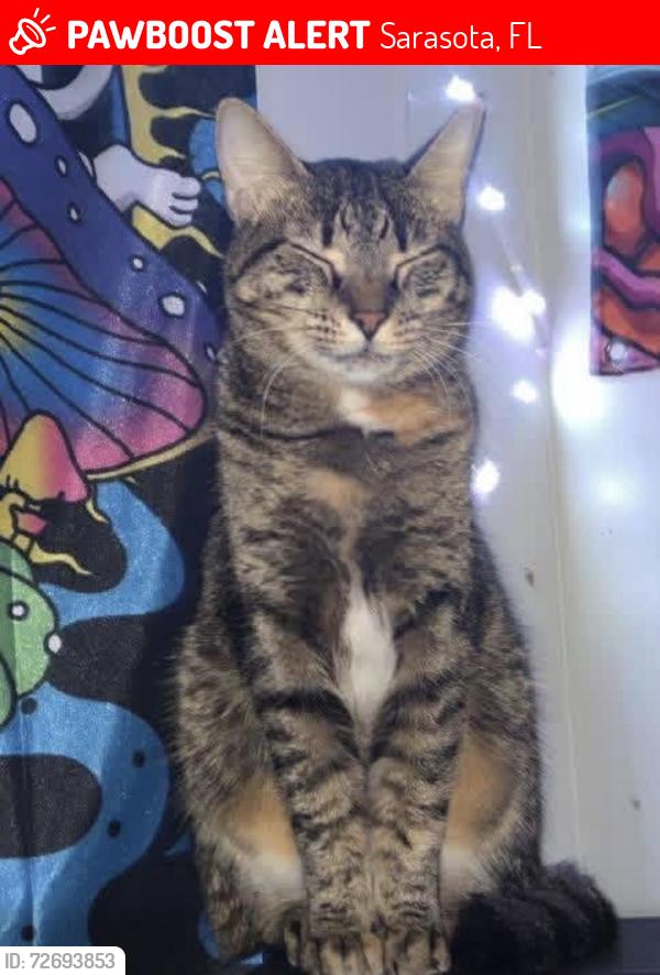 Lost Female Cat last seen Webber and beneva , Sarasota, FL 34232