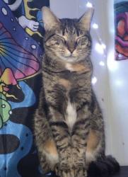 Lost Female Cat last seen Webber and beneva , Sarasota, FL 34232