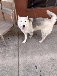 Found/Stray Female Dog last seen Triggs and McBride , East Los Angeles, CA 90022