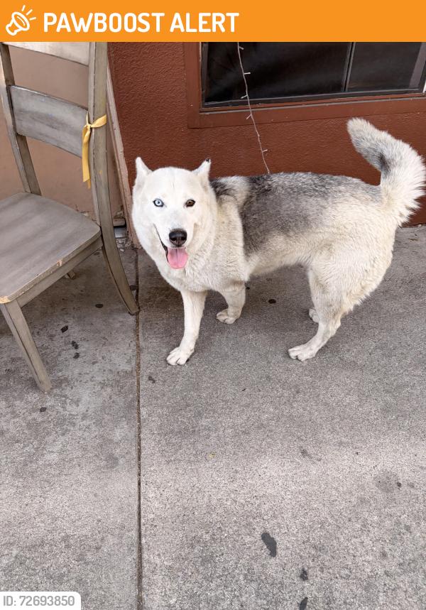 Found/Stray Female Dog last seen Triggs and McBride , East Los Angeles, CA 90022