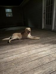 Found/Stray Male Dog last seen Traveler trail and McLee , White Knoll, SC 29073