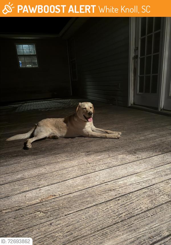 Found/Stray Male Dog last seen Traveler trail and McLee , White Knoll, SC 29073