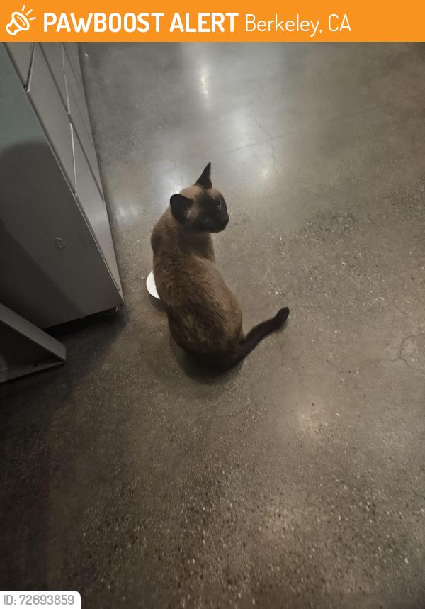 Found/Stray Female Cat last seen Addison St & 2nd St, Berkeley, CA 94710