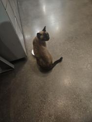 Found/Stray Female Cat last seen Addison St & 2nd St, Berkeley, CA 94710