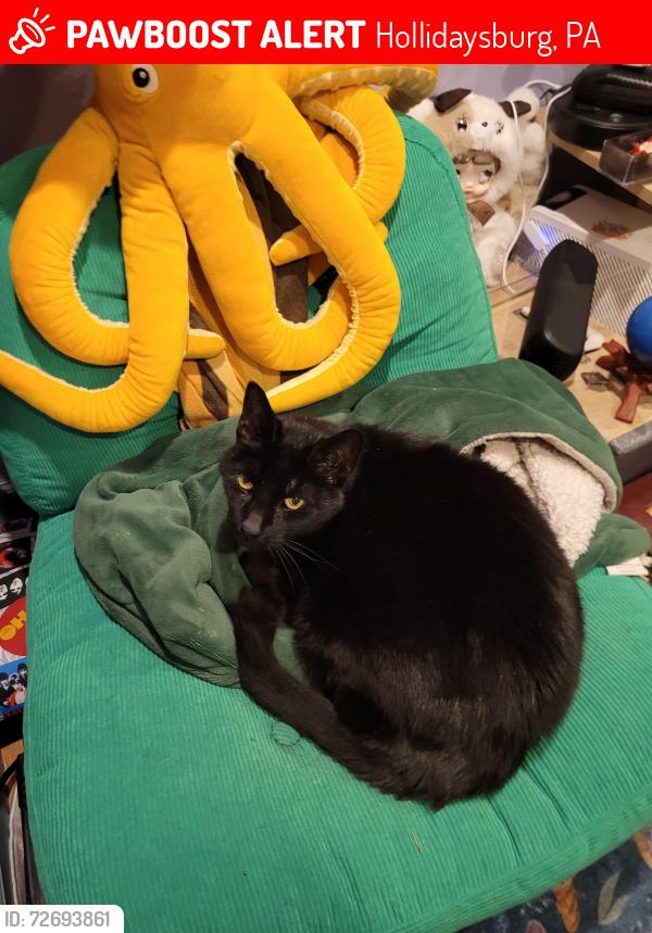 Lost Male Cat last seen Near Hollidaysburg Junior High, Hollidaysburg, PA 16648
