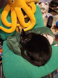 Lost Male Cat last seen Near Hollidaysburg Junior High, Hollidaysburg, PA 16648