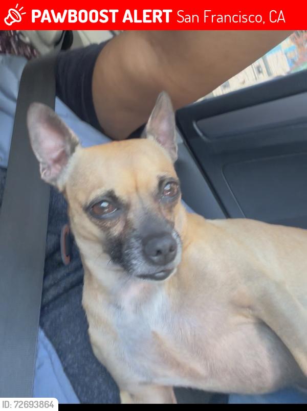 Lost Male Dog last seen Bryant st. 17th, San Francisco, CA 94152