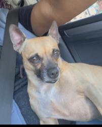 Lost Male Dog last seen Bryant st. 17th, San Francisco, CA 94152