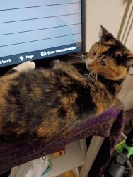 Lost Female Cat last seen Saint Joseph and Main Street , Rapid City, SD 57701