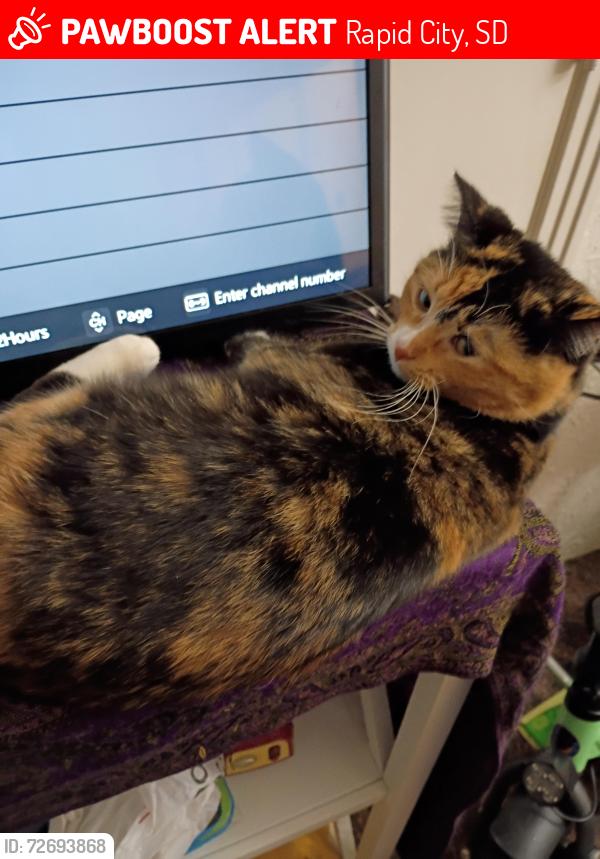 Lost Female Cat last seen Saint Joseph and Main Street , Rapid City, SD 57701