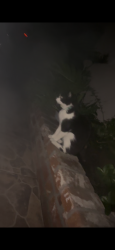 Found/Stray Unknown Cat last seen West I street and North Oaks Ave, Ontario, CA 91762