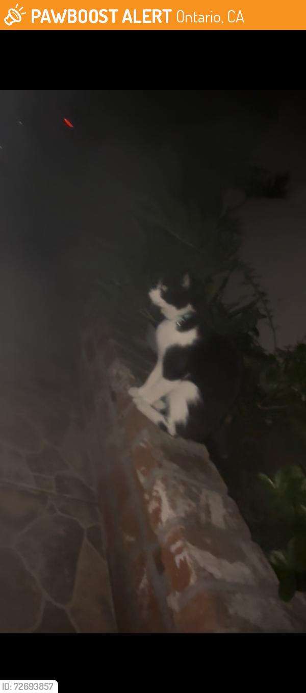 Found/Stray Unknown Cat last seen West I street and North Oaks Ave, Ontario, CA 91762
