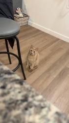 Lost Male Cat last seen Winco, West Valley City, UT 84120