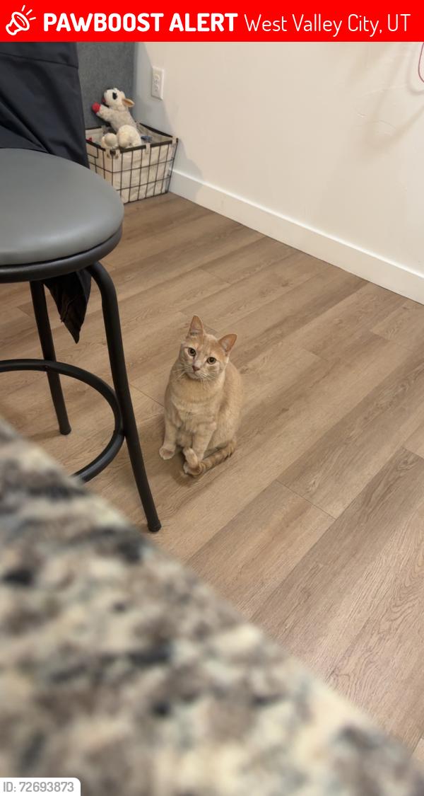 Lost Male Cat last seen Winco, West Valley City, UT 84120