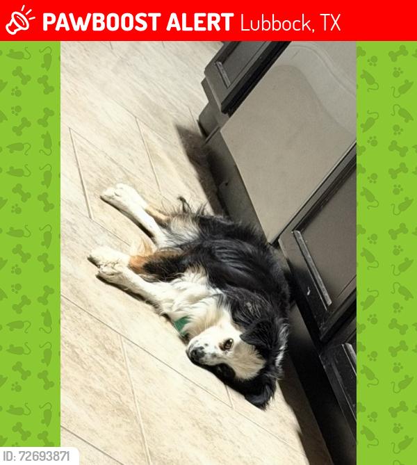 Lost Female Dog last seen Ave U, Bell Farms, Lubbock, TX 79423