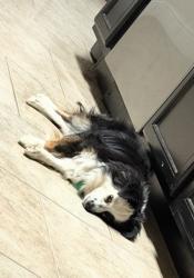 Lost Female Dog last seen Ave U, Bell Farms, Lubbock, TX 79423
