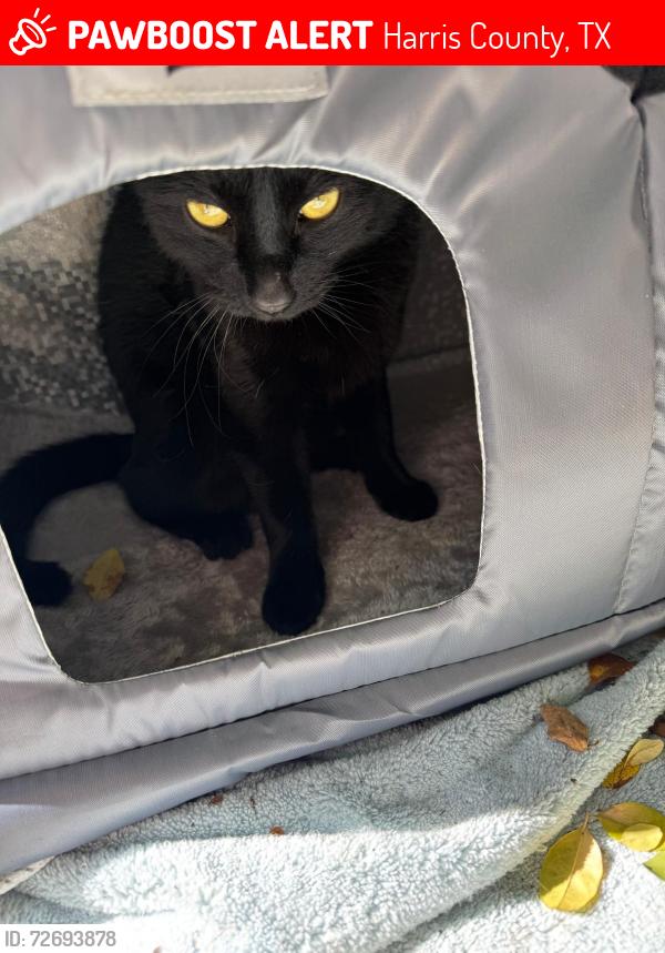 Lost Unknown Cat last seen Granite Heaven Lane, Harris County, TX 77449