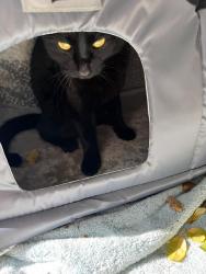 Lost Unknown Cat last seen Granite Heaven Lane, Harris County, TX 77449