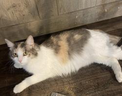Lost Female Cat last seen Buffalo run , Montgomery County, TX 77386