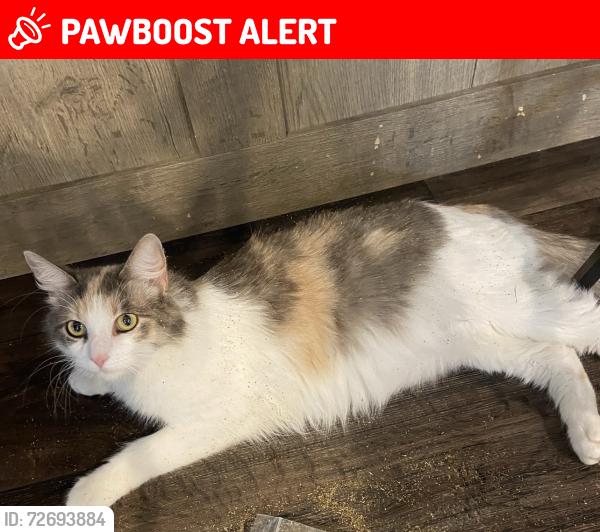Lost Female Cat last seen Buffalo run , Montgomery County, TX 77386