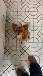 Lost Female Dog last seen North holiday park, Benbrook, TX 76126