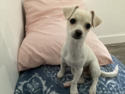 Lost Female Dog last seen 3201–3299 S 9100 W Magna, UT  84044 United States, Magna, UT 84044