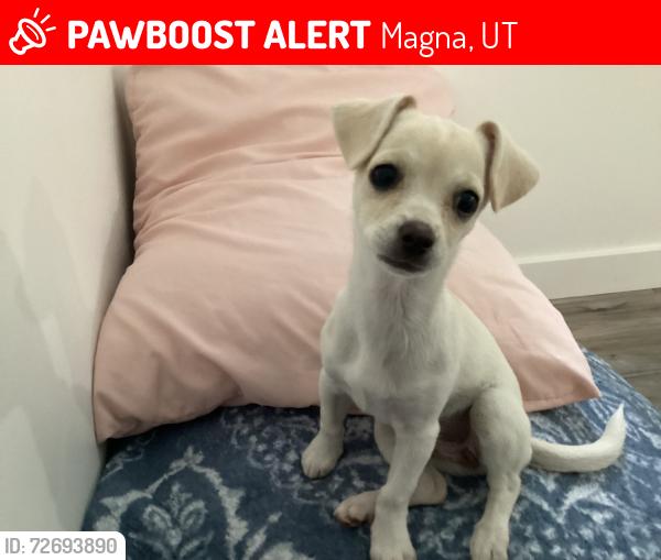 Lost Female Dog last seen 3201–3299 S 9100 W Magna, UT  84044 United States, Magna, UT 84044