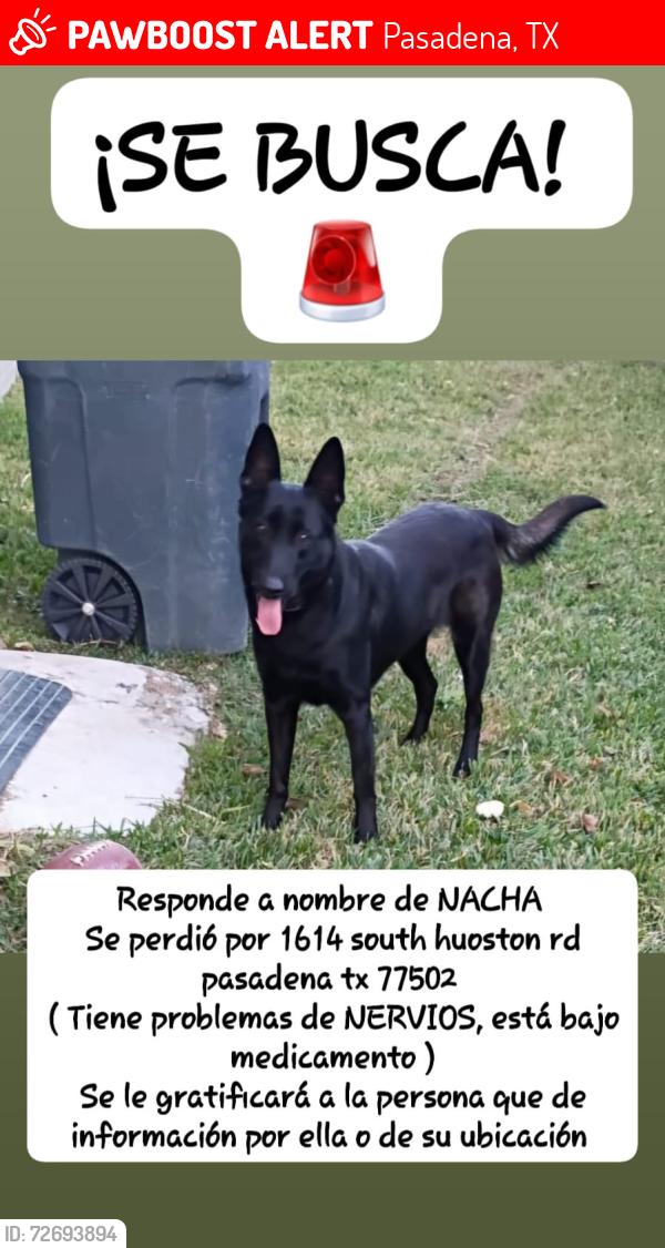 Lost Female Dog last seen Sunset dr pasadena tx 77506, Pasadena, TX 77506