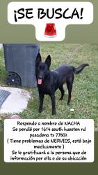 Lost Female Dog last seen Sunset dr pasadena tx 77506, Pasadena, TX 77506
