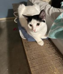 Lost Female Cat last seen San Jacinto College , La Porte, TX 77571