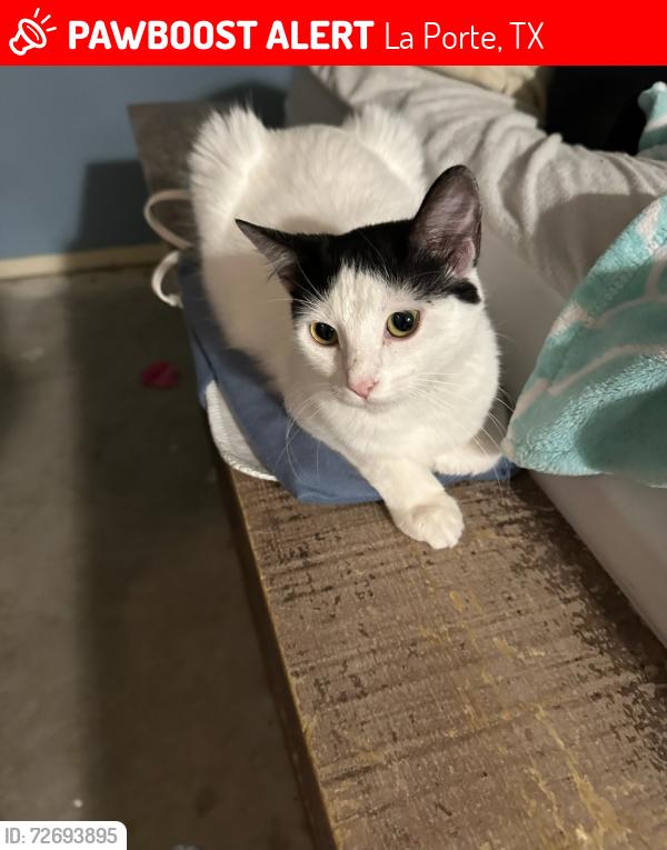 Lost Female Cat last seen San Jacinto College , La Porte, TX 77571