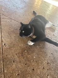 Found/Stray Unknown Cat last seen The pavilion, San Antonio, TX 78260