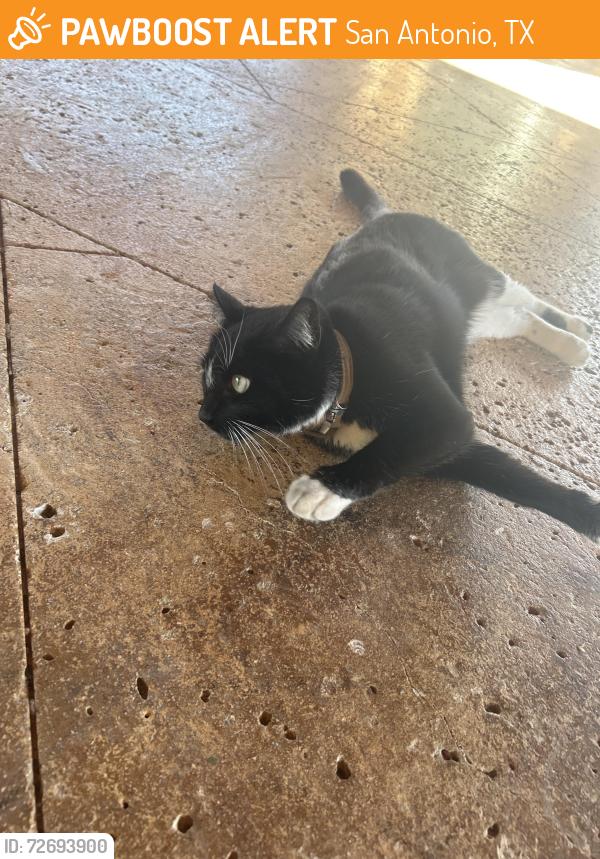 Found/Stray Unknown Cat last seen The pavilion, San Antonio, TX 78260