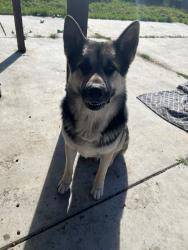 Found/Stray Male Dog last seen Don ave, Stockton, CA 95209