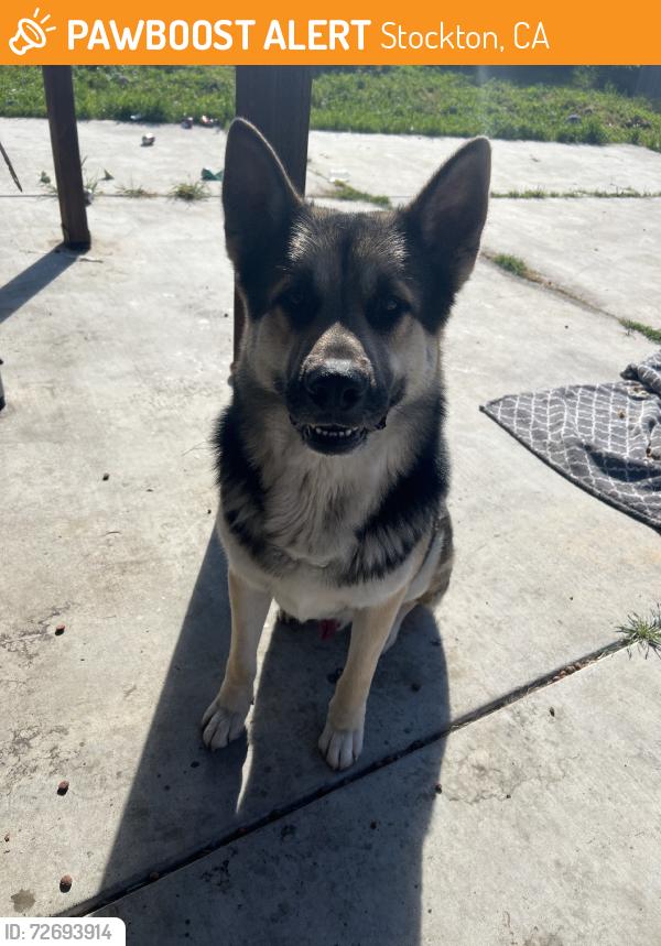 Found/Stray Male Dog last seen Don ave, Stockton, CA 95209