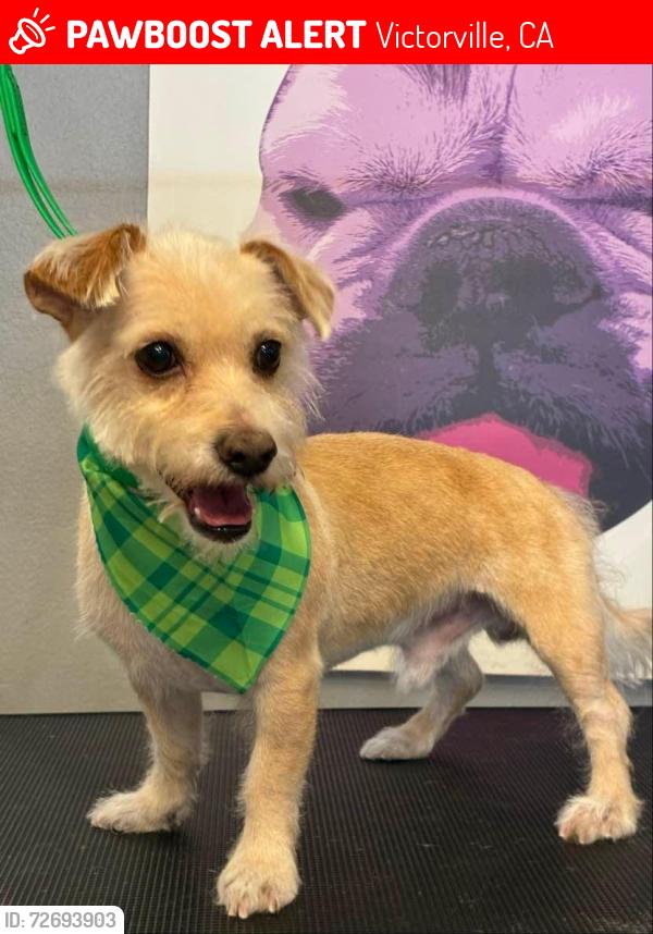Lost Male Dog last seen Near Bear Valley Rd Unit 735 Victorville, CA 92392 United States, Victorville, CA 92307