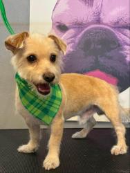 Lost Male Dog last seen Near Bear Valley Rd Unit 735 Victorville, CA 92392 United States, Victorville, CA 92307
