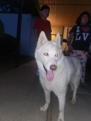 Found/Stray Female Dog last seen Pima way, Antelope, CA 95843