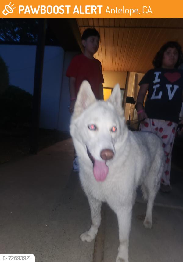 Found/Stray Female Dog last seen Pima way, Antelope, CA 95843