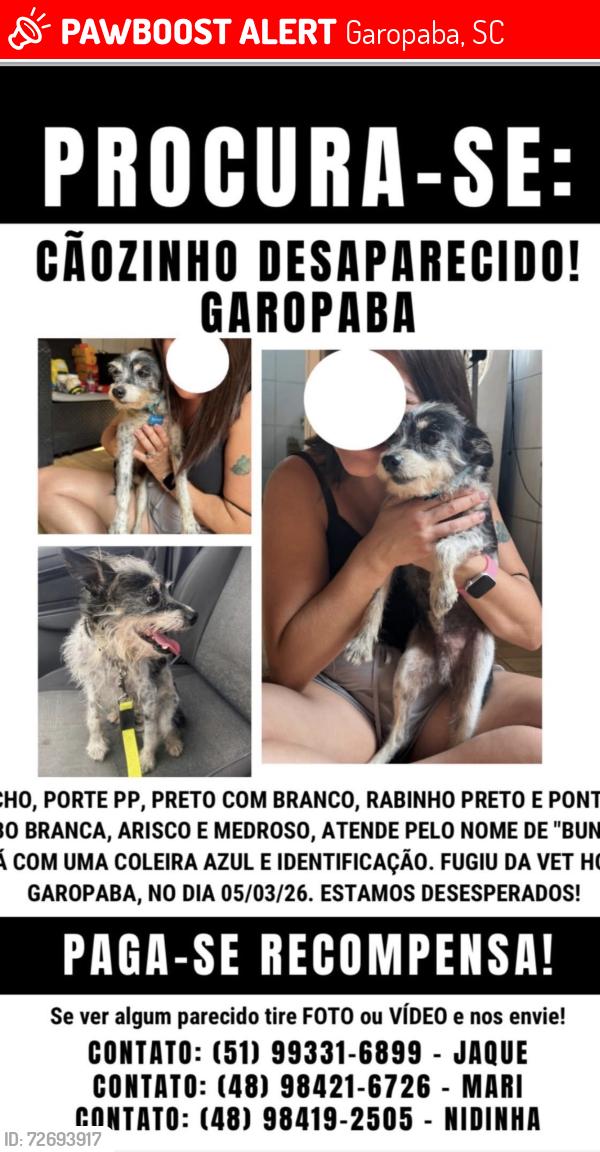 Lost Male Dog last seen Vet Clinic, Garopaba, SC 
