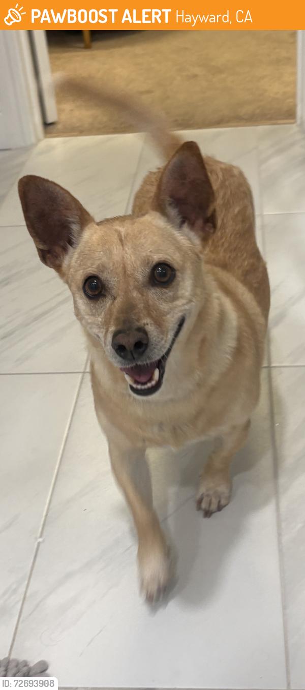 Found/Stray Male Dog last seen Stonebrae elementary school , Hayward, CA 94542