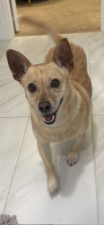 Found/Stray Male Dog last seen Stonebrae elementary school , Hayward, CA 94542