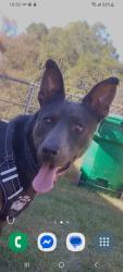 Lost Male Dog last seen Rivercrest drive, Eden, NC 27288